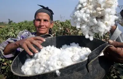 الزراعة تعلن خريطة زراعات القطن في مصر للموسم الجديد