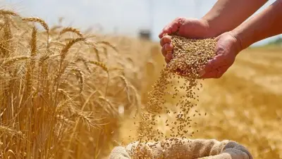 إنتاج القمح في مصر يتجاوز 10 ملايين طن وزيادة المساحة المنزرعة بـ600 ألف فدان