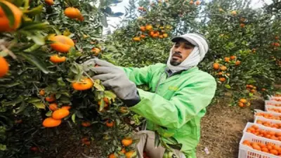 أسعار الفاكهة في المنيا اليوم السبت: البرتقال من 15 جنيها والعنب 25-35 جنيها