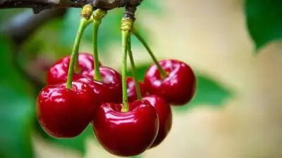 فوائد الكرز الصحية وتحذيرات طبية من تجاوز الكمية اليومية المسموحة