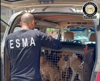 خطة متكاملة للحد من ظاهرة الكلاب الضالة وتعزيز السلامة بالمدن الجديدة
