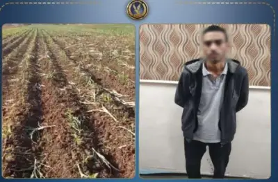 الداخلية تكشف ملابسات إتلاف محصول مزارع بالبحيرة وتضبط المتهم