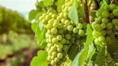 تفسير رؤية أكل العنب في المنام ودلالاته على النجاح والرزق القريب