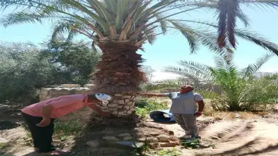 حملة مكبرة من زراعة شمال سيناء لمكافحة النمل الأبيض في العريش والشيخ زويد