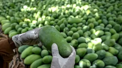 تراجع صادرات المانجو الباكستانية 30% بسبب الاضطرابات والتضخم