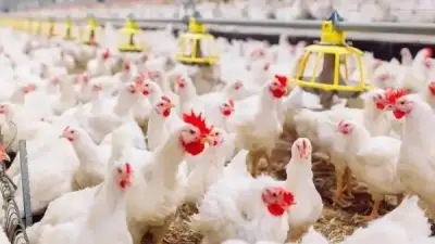 انخفاض 5 جنيهات في أسعار الدواجن وتحقيق الاكتفاء الذاتي من بيض المائدة