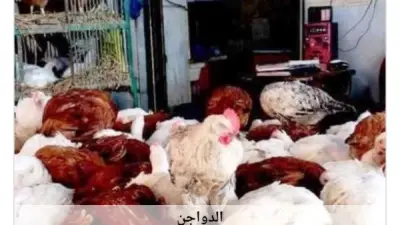 استقرار نسبي في أسعار الدواجن بأسوان اليوم الخميس 18 يونيو 2026