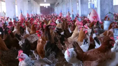 أسعار الفراخ اليوم الخميس 18 يونيو 2026: انخفاض البلدي والبيضاء تتباين