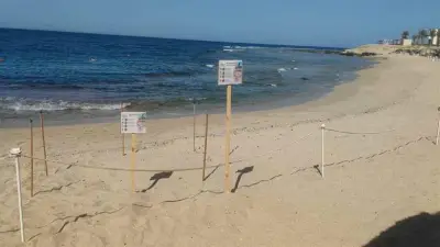 نجاح محميات البحر الأحمر في إعادة عش سلاحف بحرية وتأمين صغارها