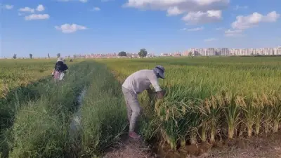 أسعار الأرز بالدقهلية: الشعير من 15 ألف جنيه للطن والأبيض يصل إلى 28 جنيهًا للكيلو
