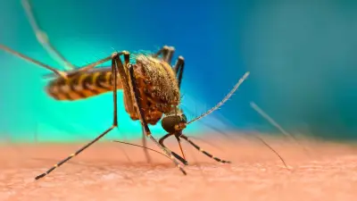 علماء يكشفون سبب انجذاب البعوض لشخص دون غيره