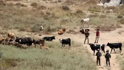 الاستيطان الرعوي يهدد الوجود البدوي الفلسطيني في الضفة الغربية