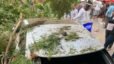 سقوط شجرة على 3 سيارات بالمعادي دون إصابات والحماية المدنية ترفعها