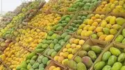 توافر 15 نوع مانجو بالأسواق وأسعارها تبدأ من 30 جنيها للكيلو