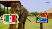 الفيل يتوقع فوز المكسيك على جنوب أفريقيا في افتتاح كأس العالم 2026