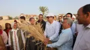 توريد 203 آلاف طن قمح لموسم جديد في شون وصوامع الغربية