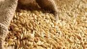 سعر الأرز الشعير اليوم الأربعاء 3-6-2026 مستقر مع وفرة المعروض