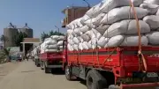 بني سويف تستقبل 309 آلاف طن قمح محلي منذ بدء موسم الحصاد