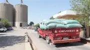 توريد 309 آلاف طن قمح للشون والصوامع ببني سويف منذ بداية الموسم