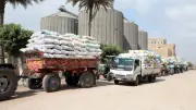 بني سويف تستلم 318 ألف طن قمح محلي منذ بداية موسم الحصاد