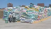 استلام 324 ألف طن قمح محلي في بني سويف منذ بداية الموسم