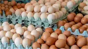 استقرار سعر كرتونة البيض اليوم الخميس 4-6-2026 في بورصة الدواجن