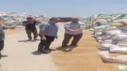 توريد 658 ألف طن قمح منذ بدء موسم الحصاد بالشرقية