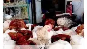 استقرار أسعار الدواجن في أسوان اليوم الاثنين 8 يونيو 2026