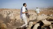 مستوطنون يسرقون أغنام الفلسطينيين ويصيبون 9 مواطنين جنوب نابلس