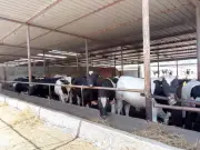 وزير الزراعة يعلن ضخ نصف مليار جنيه جديدة لمشروع البتلو بإجمالي تمويلات 11 مليار