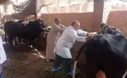 وزارة الزراعة تختتم حملة تحصين الماشية بـ8 ملايين جرعة ضد الحمى القلاعية والوادي المتصدع