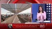 خطة طموحة لرفع إنتاج اللحوم والألبان في مصر عبر التحسين الوراثي