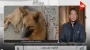 عضو بالنواب: تصدير الكلاب للخارج لأغراض البحث والحراسة ضرورة اقتصادية