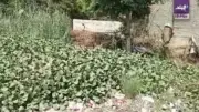أهالي نزلة الأشطر يستغيثون بمحافظ الجيزة لتغطية ترعة تهدد حياة أطفالهم