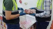 ضبط نصف طن لحوم وحمام فاسد في حملات سلامة الغذاء بالغربية