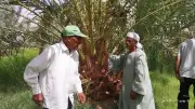 لجنة إرشادية تجوب مزارع الخارجة لتوعية المزارعين بأمراض النخيل وطرق مكافحتها