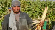 الزراعة تضع روشتة متكاملة لمكافحة دودة الحشد الخريفية وحماية المحاصيل