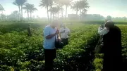 إطلاق طفيل التريكوجراما لمكافحة الآفات في الفيوم