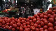 ارتفاع أسعار الطماطم اليوم الثلاثاء في الأسواق المصرية