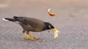 المينا الهندي يغزو المحافظات المصرية وخبير يحذر من خطر على المحاصيل