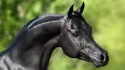 برلماني: دعم صناعة الخيل العربي الأصيل خطوة استراتيجية لتعزيز الاستثمار وصون التراث المصري