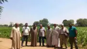 الليزر يدخل حقول المنوفية لرفع إنتاج الذرة وتقليل هدر المياه