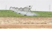 توصيات زراعة الذرة في يونيو: خطوات لزيادة الإنتاجية ومواجهة الإجهاد الحراري