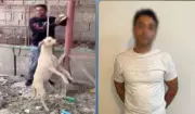 ضبط شخص لتعديه على كلب ضال وربطه بعمود إنارة حتى نفوقه