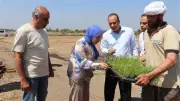 جامعة بنها تطلق الموسم البحثي الجديد للأرز لإنتاج أصناف موفرة للمياه