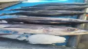 رحلة السمكة الأشهر بموسم الصيف.. صيادو دمياط يستعدون لموسم التونة