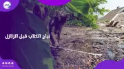 نباح الكلاب قبل الزلازل والكوارث.. حقيقة يكشفها الذكاء الاصطناعي