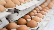 أسعار البيض اليوم الجمعة 19-6-2026 في بورصة الدواجن والمحال التجارية