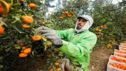 أسعار الفاكهة في المنيا اليوم السبت: البرتقال من 15 جنيها والعنب 25-35 جنيها