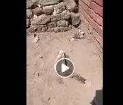 حقيقة العثور على قدم بشرية بجوار المقابر الداخلية توضح التفاصيل